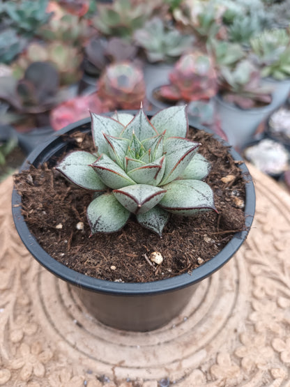 Echeveria purpusorum White form