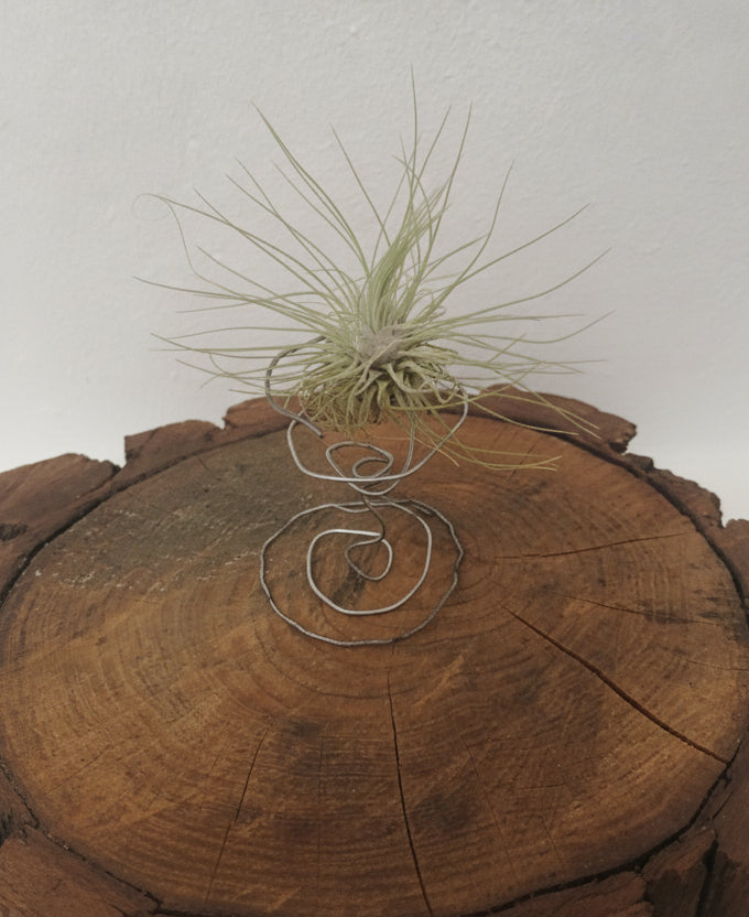 Tillandsia fuchsii f.gracilis
