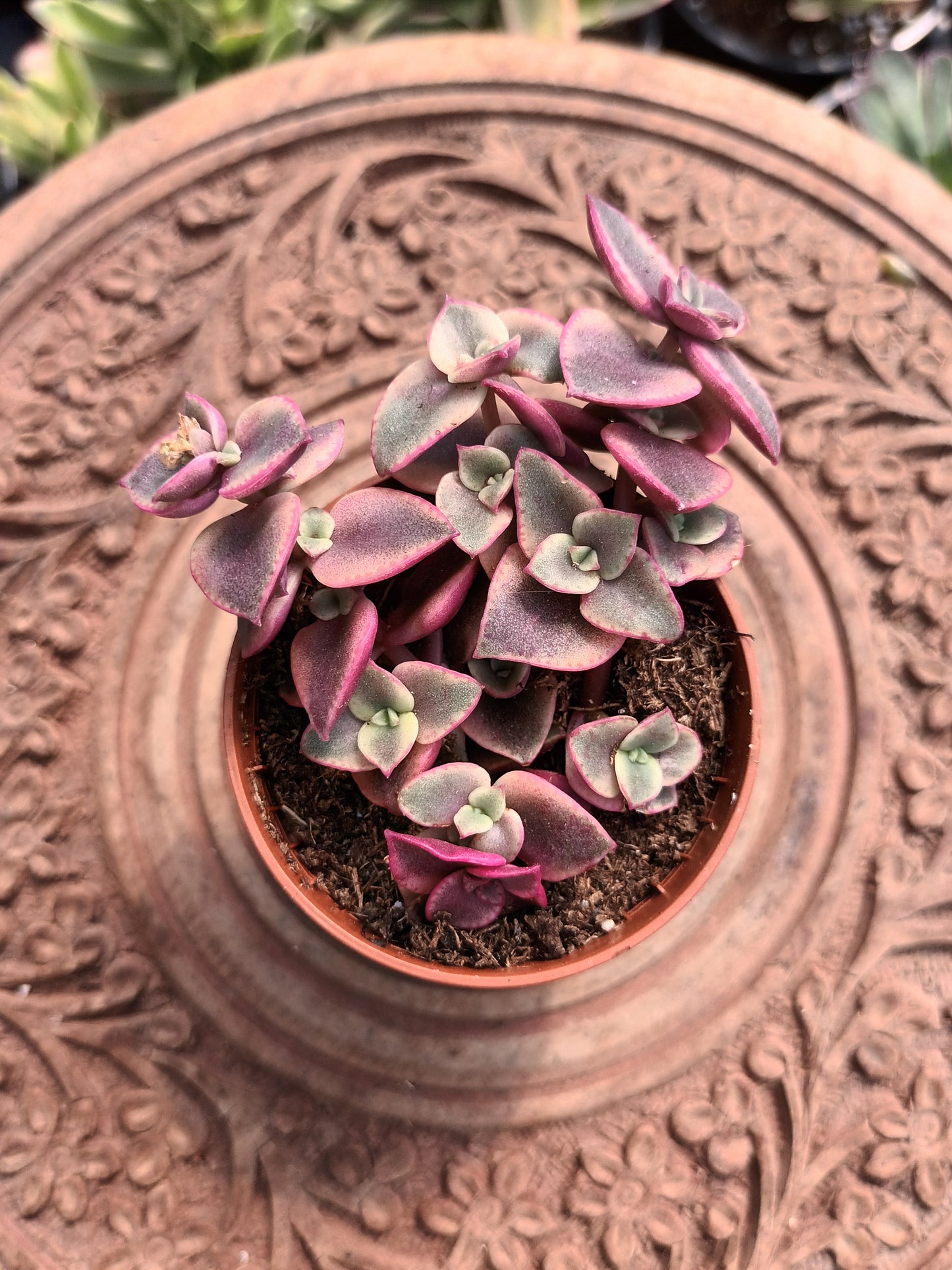 Crassula Pellucida Subsp. Marginalis Variegataa