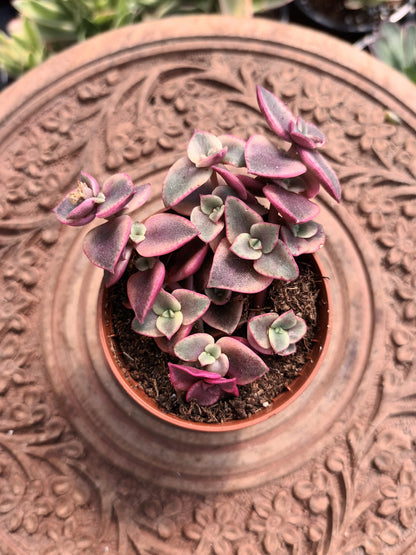 Crassula Pellucida Subsp. Marginalis Variegataa
