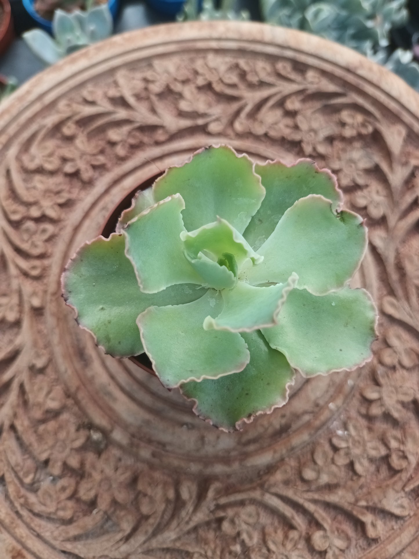 Echeveria Blue Waves