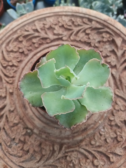 Echeveria Blue Waves