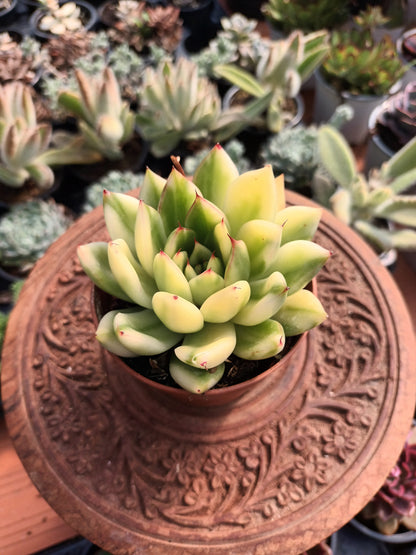 Echeveria agavoides x pulidonis variegata
