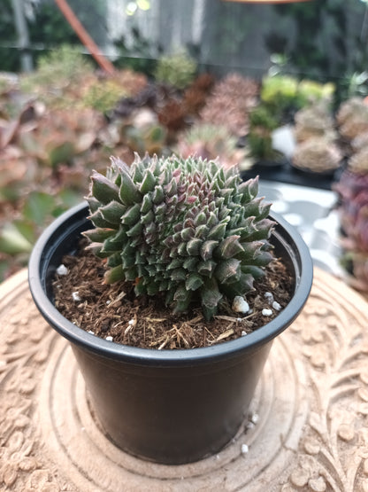 Sempervivum Red Oddity cristata