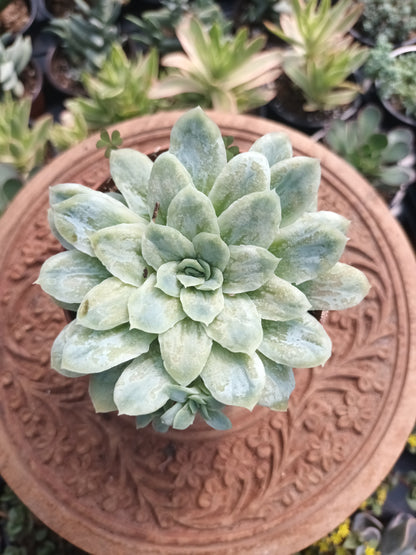 Echeveria elegans monstruosa