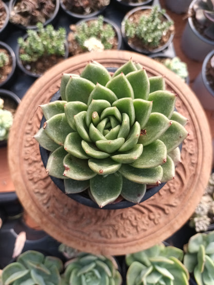 Echeveria agavoides prolifera