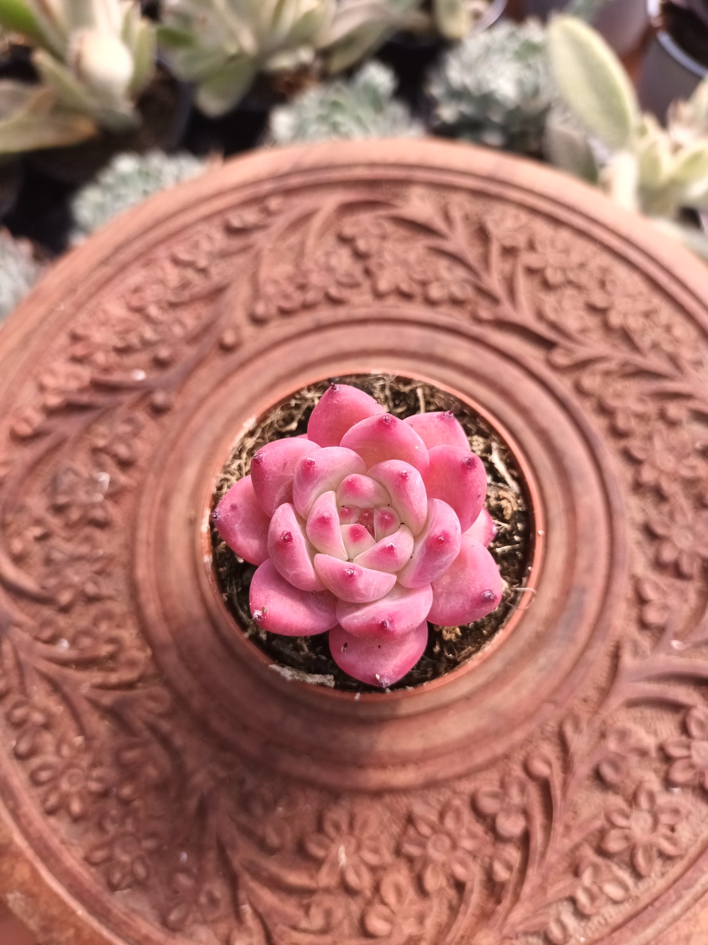 Echeveria colorata 'auténtica'