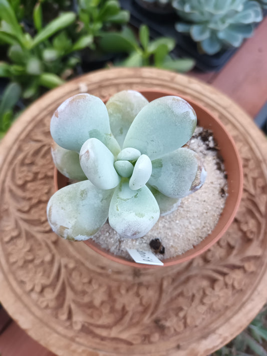 Pachyphytum cuicatecana