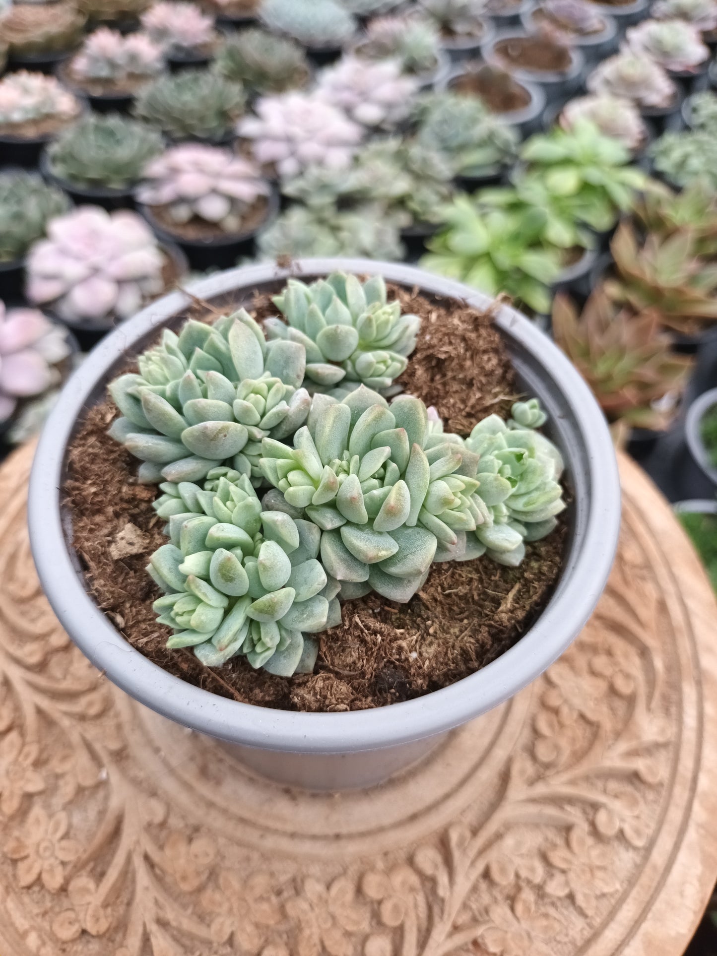 Echeveria prolífica