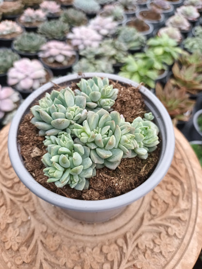 Echeveria prolífica