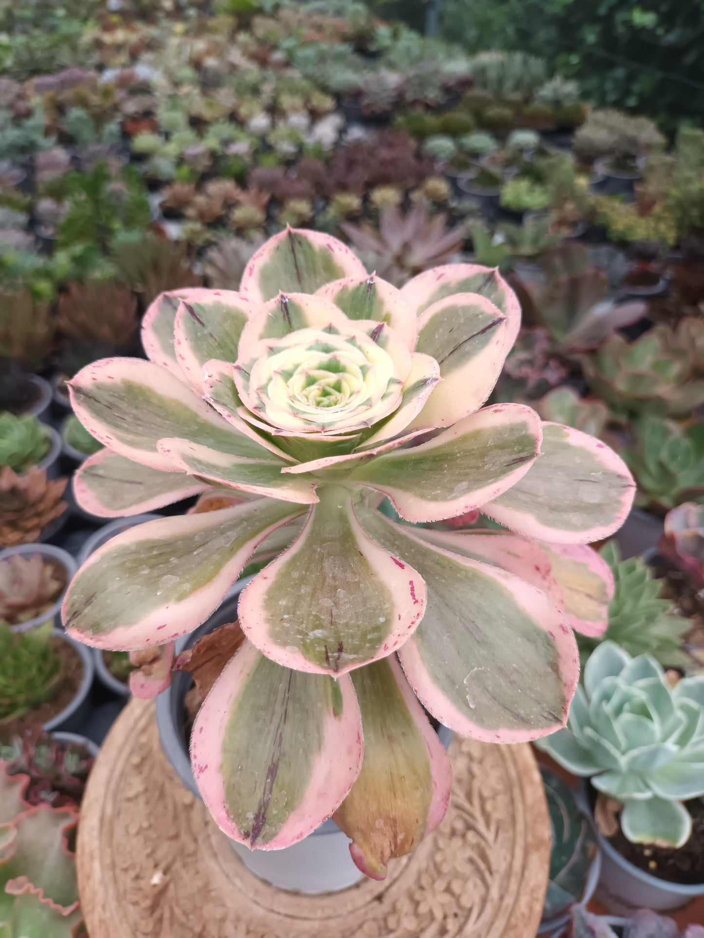 Aeonium zeus o Aeonium zuse