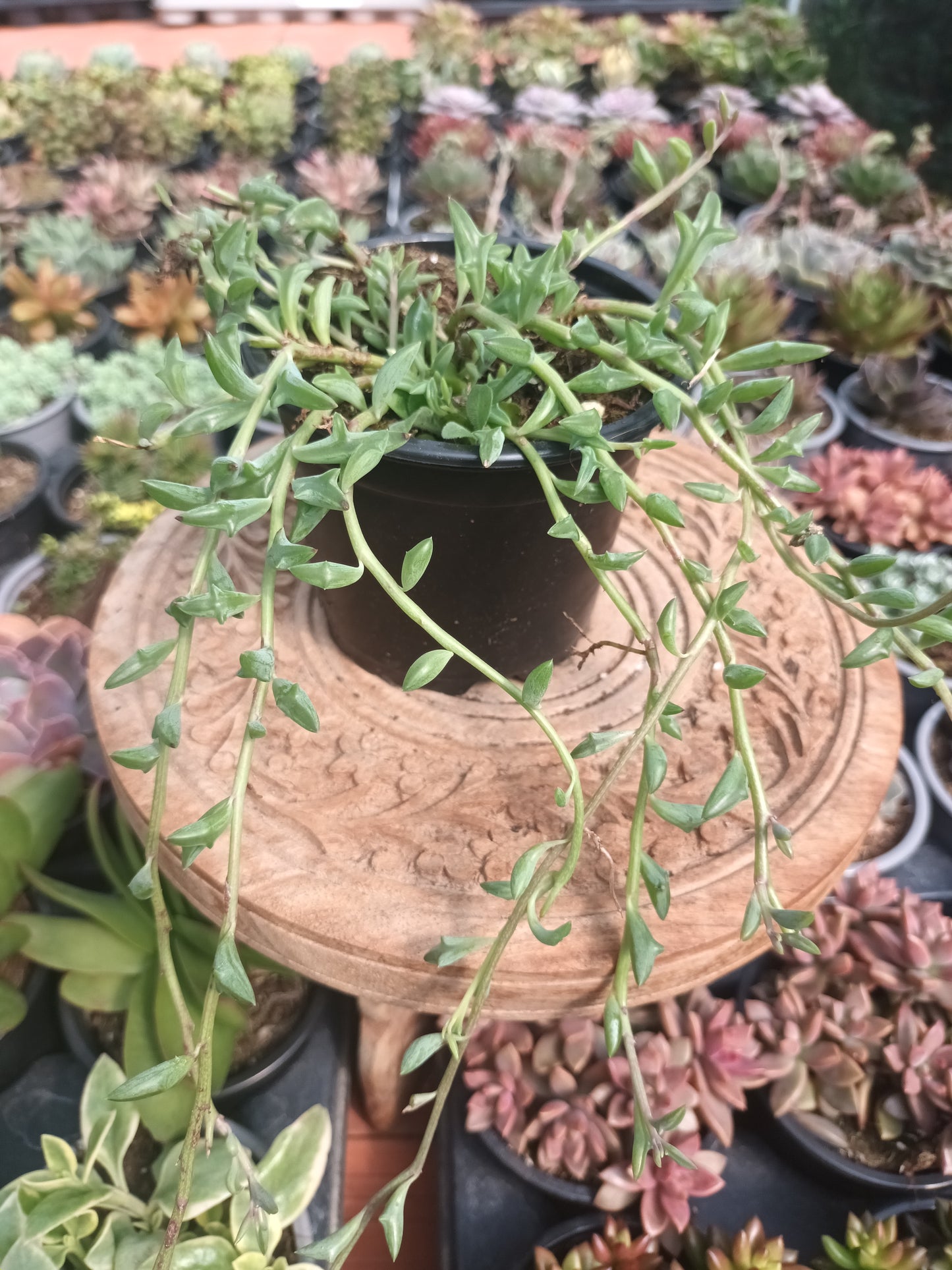 Senecio delfín