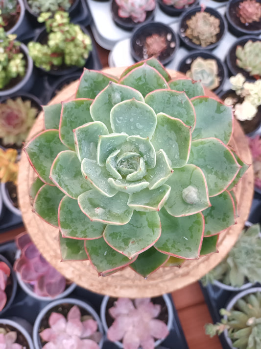 Echeveria Raindrops