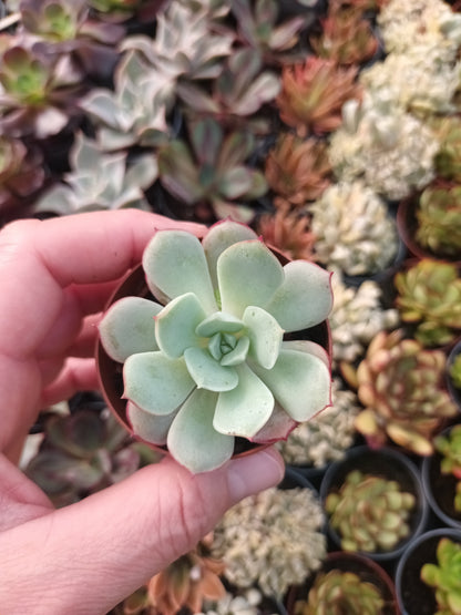 Echeveria subcorumbosa lau 026