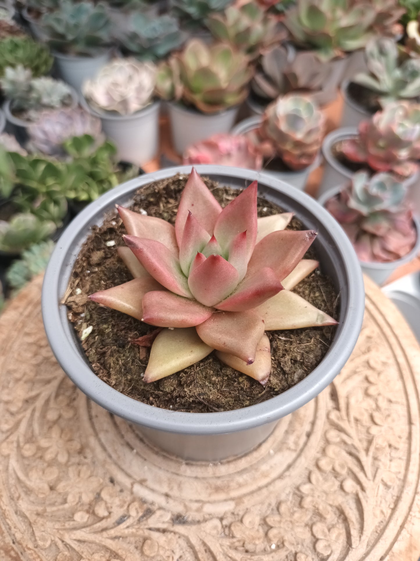 Echeveria agavoides Red Beauty