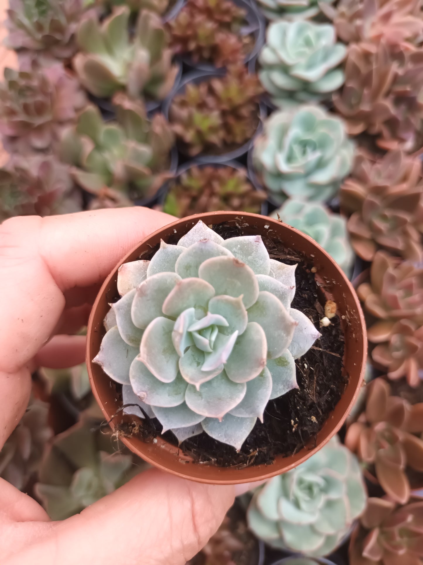 Echeveria canadian
