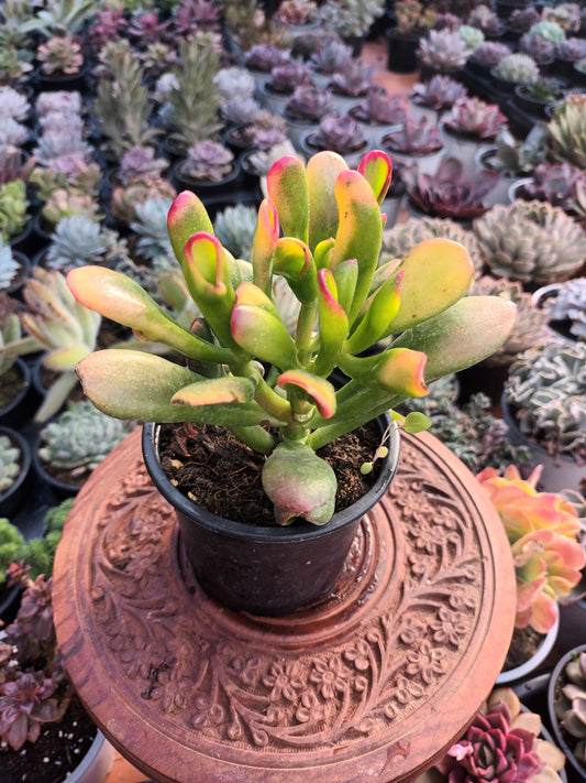 Crassula Gollum Tricolor