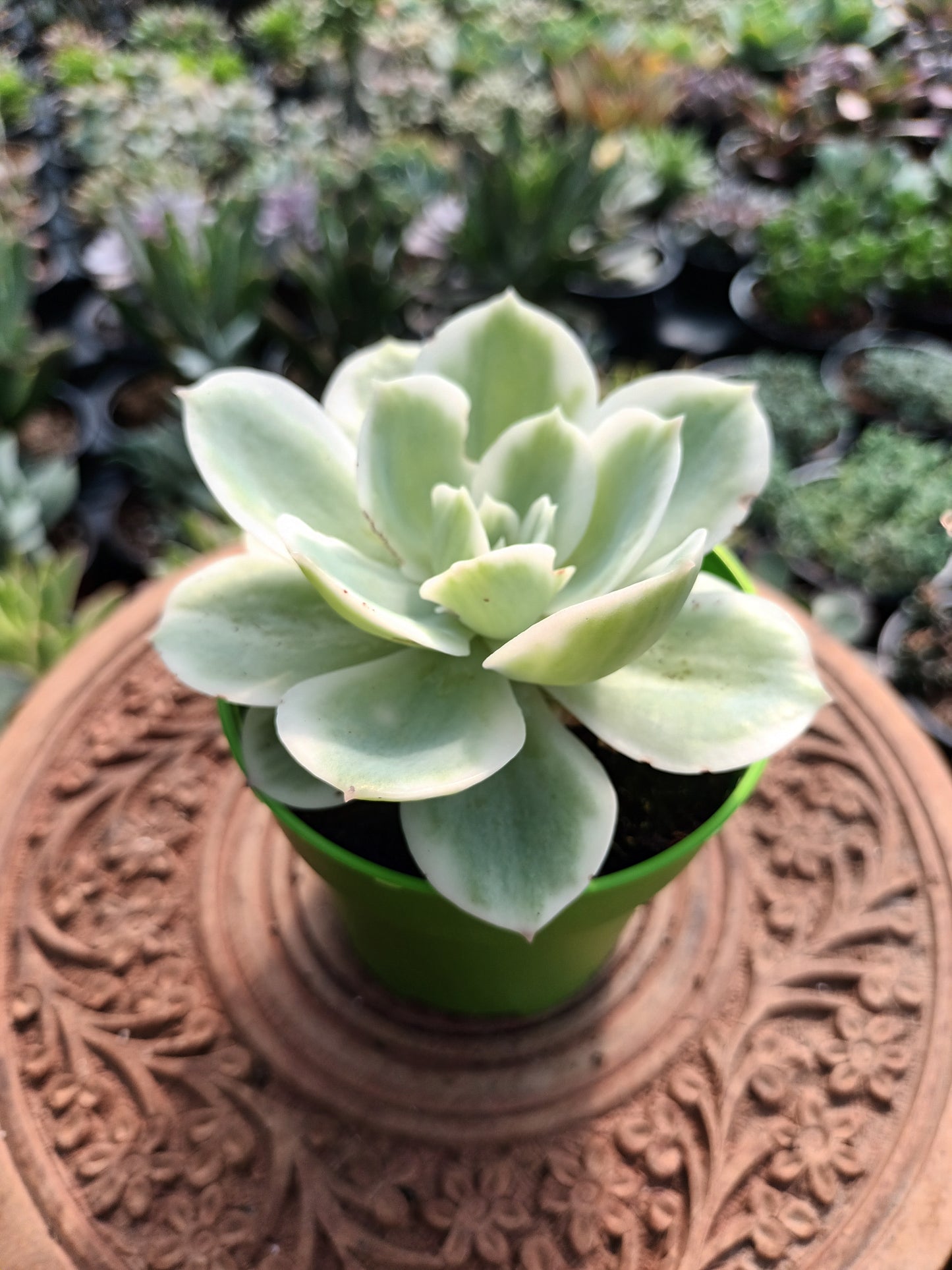 Echeveria lemon rose variegata