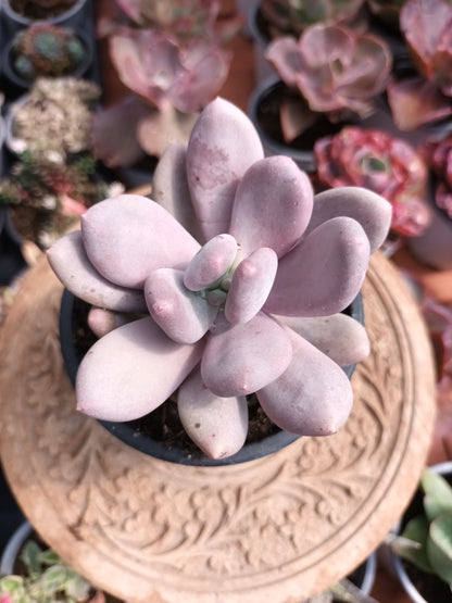 Pachyphytum oviferum
