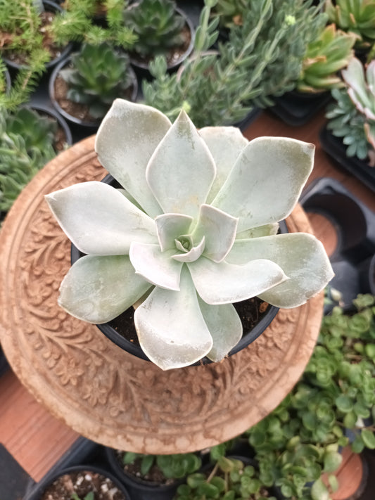 Echeveria rodolfi hybrid