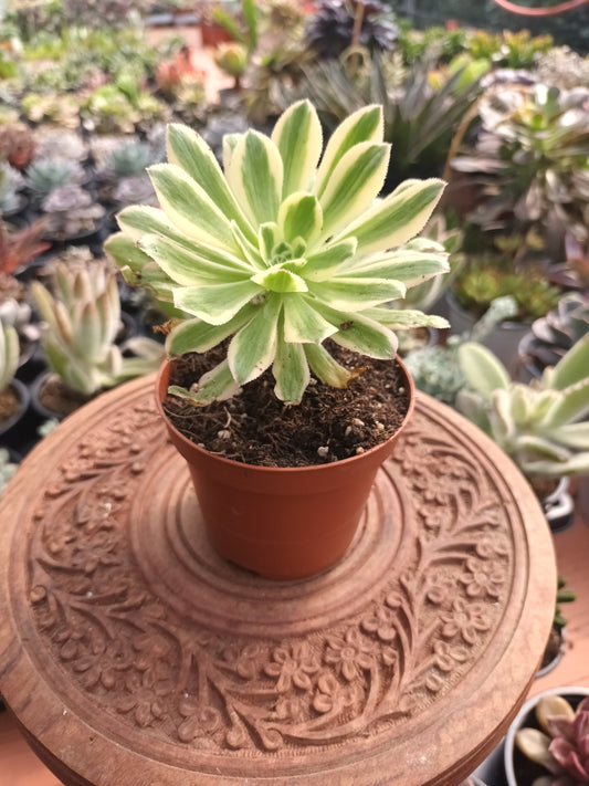 Aeonium arboreum albovariegatum