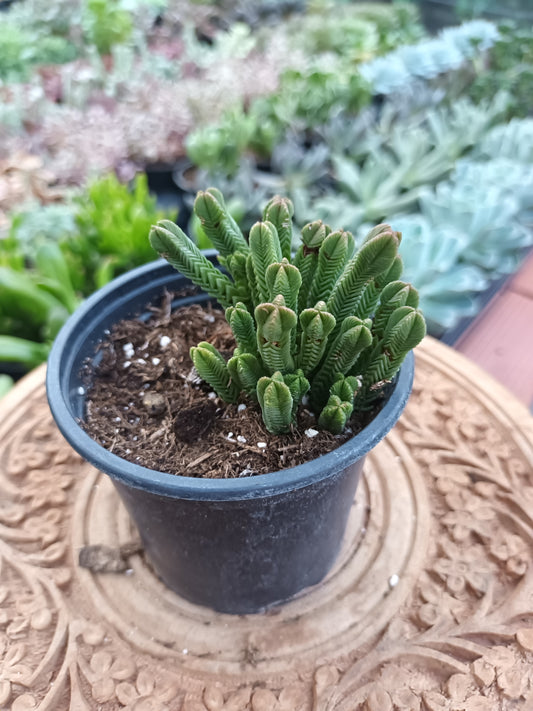 Crassula pyramidalis