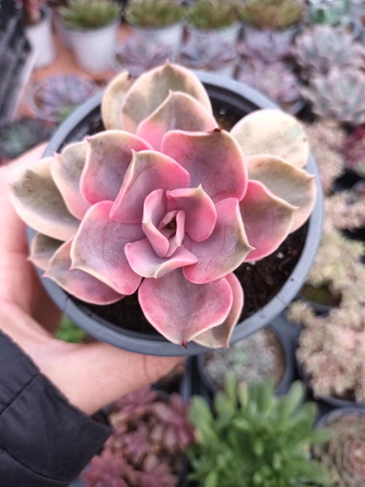 Echeveria rainbow