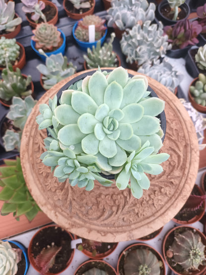 Echeveria Elegans