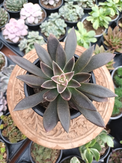 Echeveria Serrana