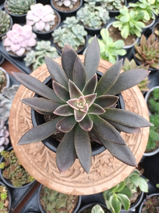 Echeveria Serrana