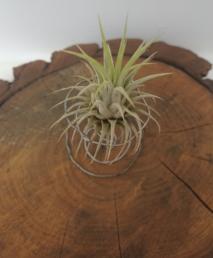 Tillandsia ionantha var. Ionantha