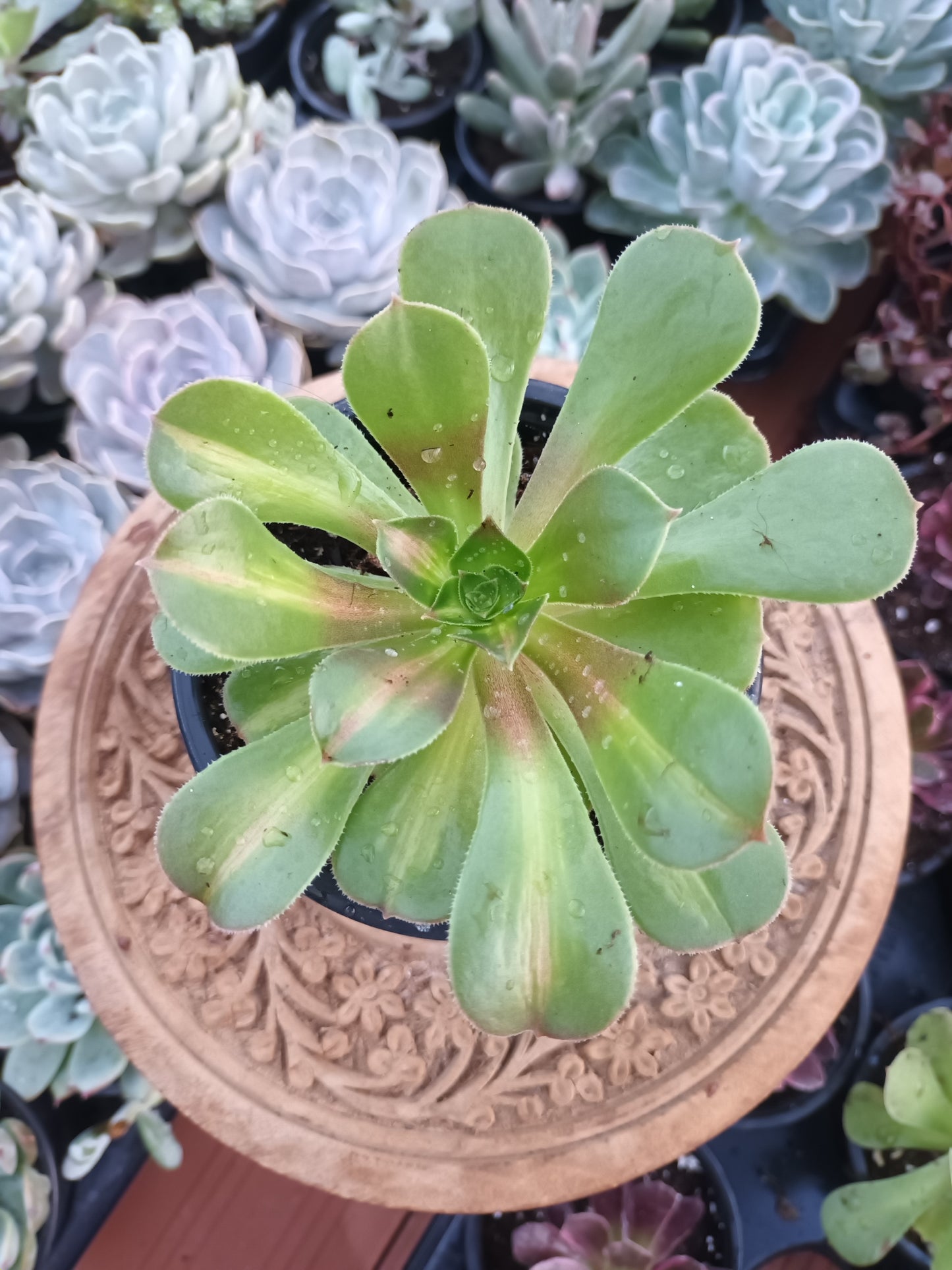 Aeonium pink witch middle