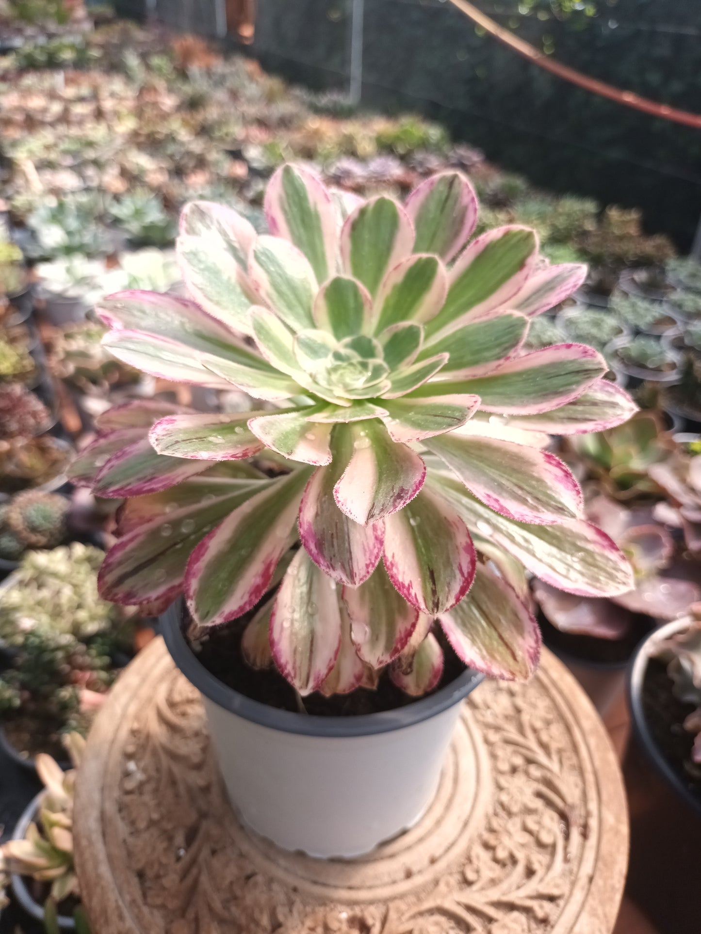 Aeonium rubrolineatum variegata