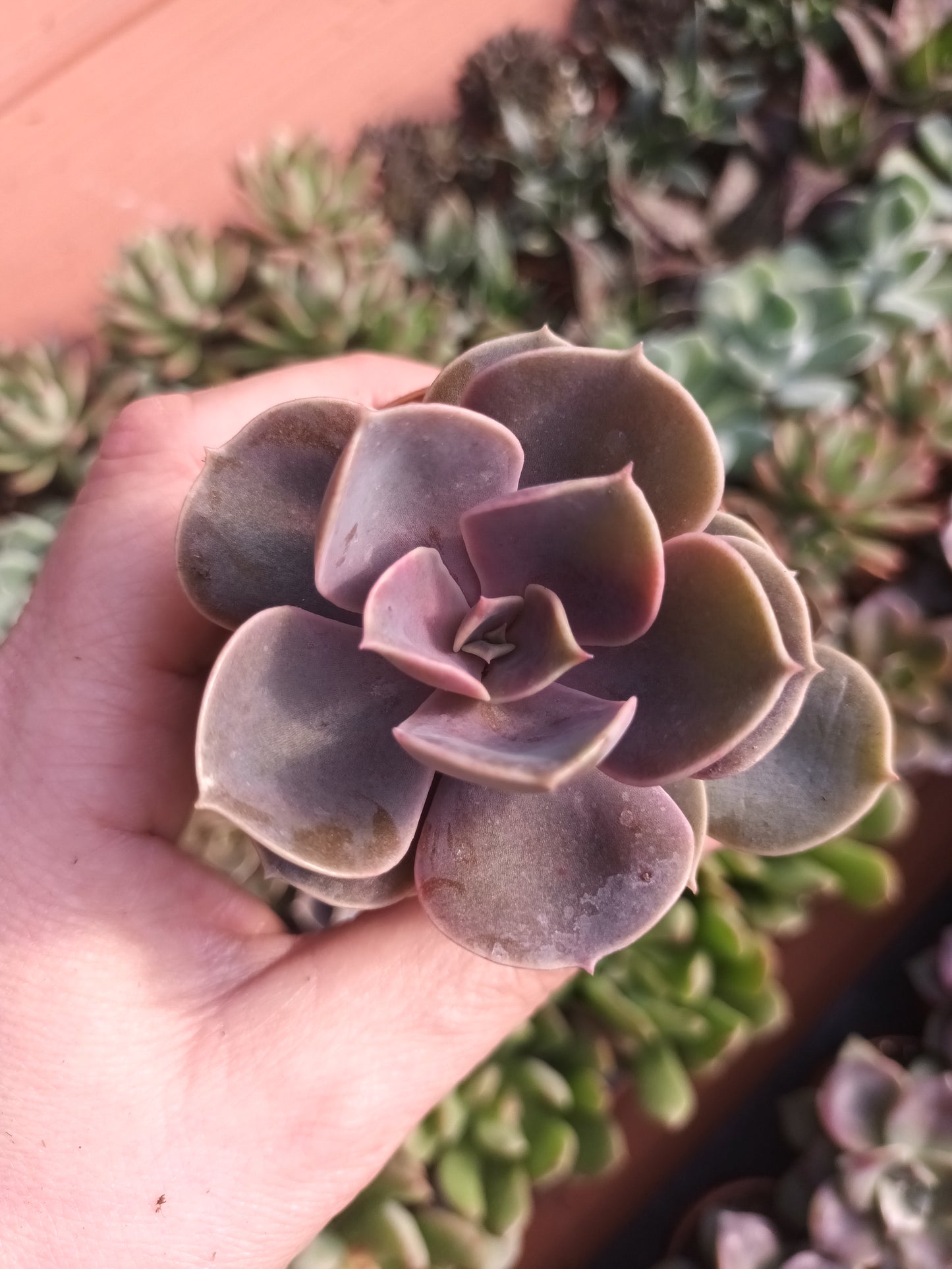 Echeveria perle von Nürnberg