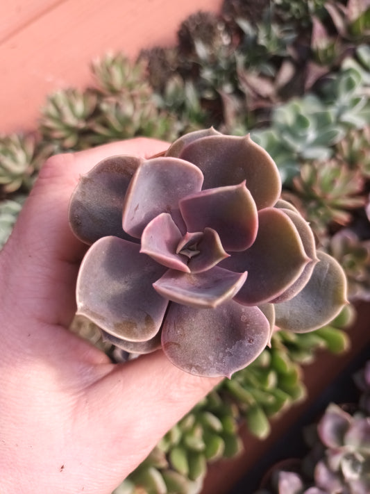 Echeveria perle von Nürnberg