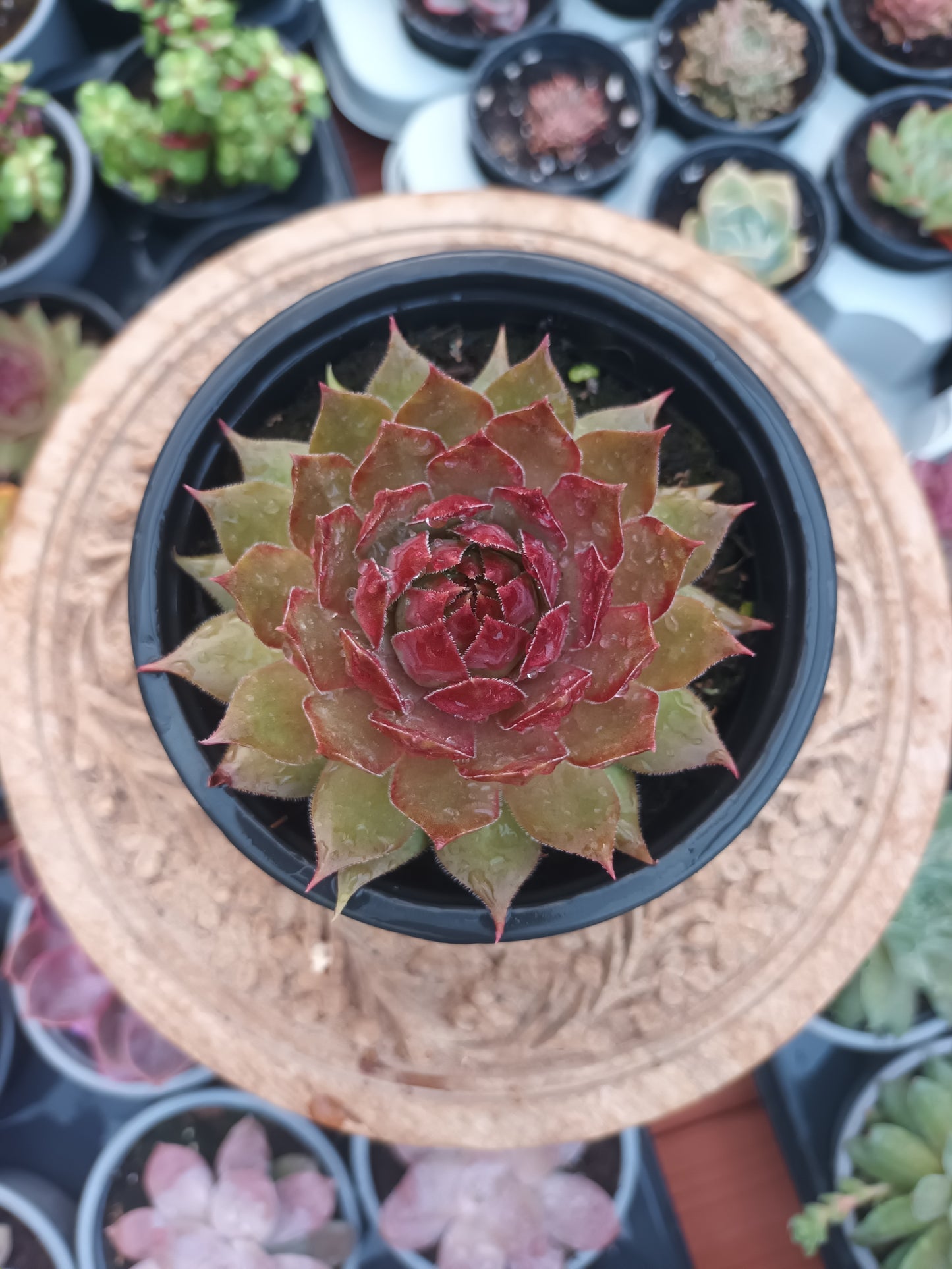 Sempervivum ‘Sparkling Light’