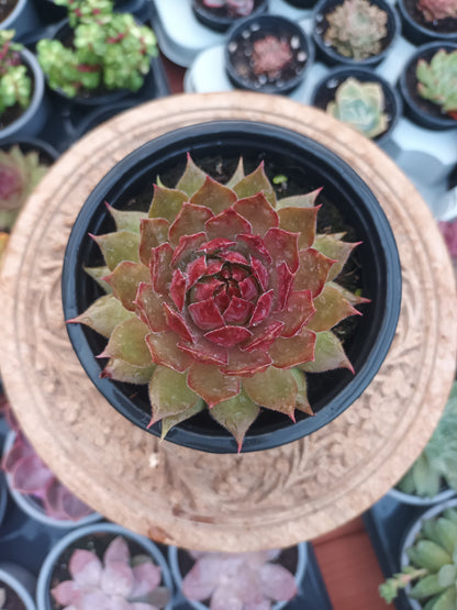 Sempervivum ‘Sparkling Light’