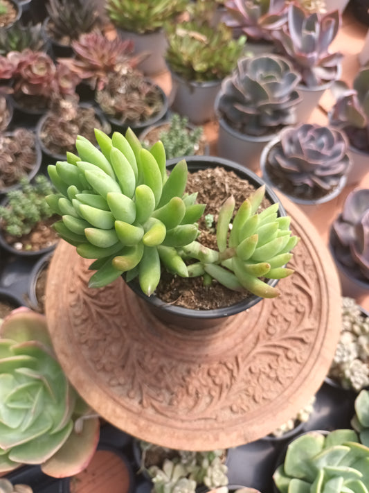 Sedum Green Star
