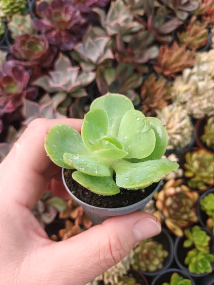 Echeveria mandala citrus
