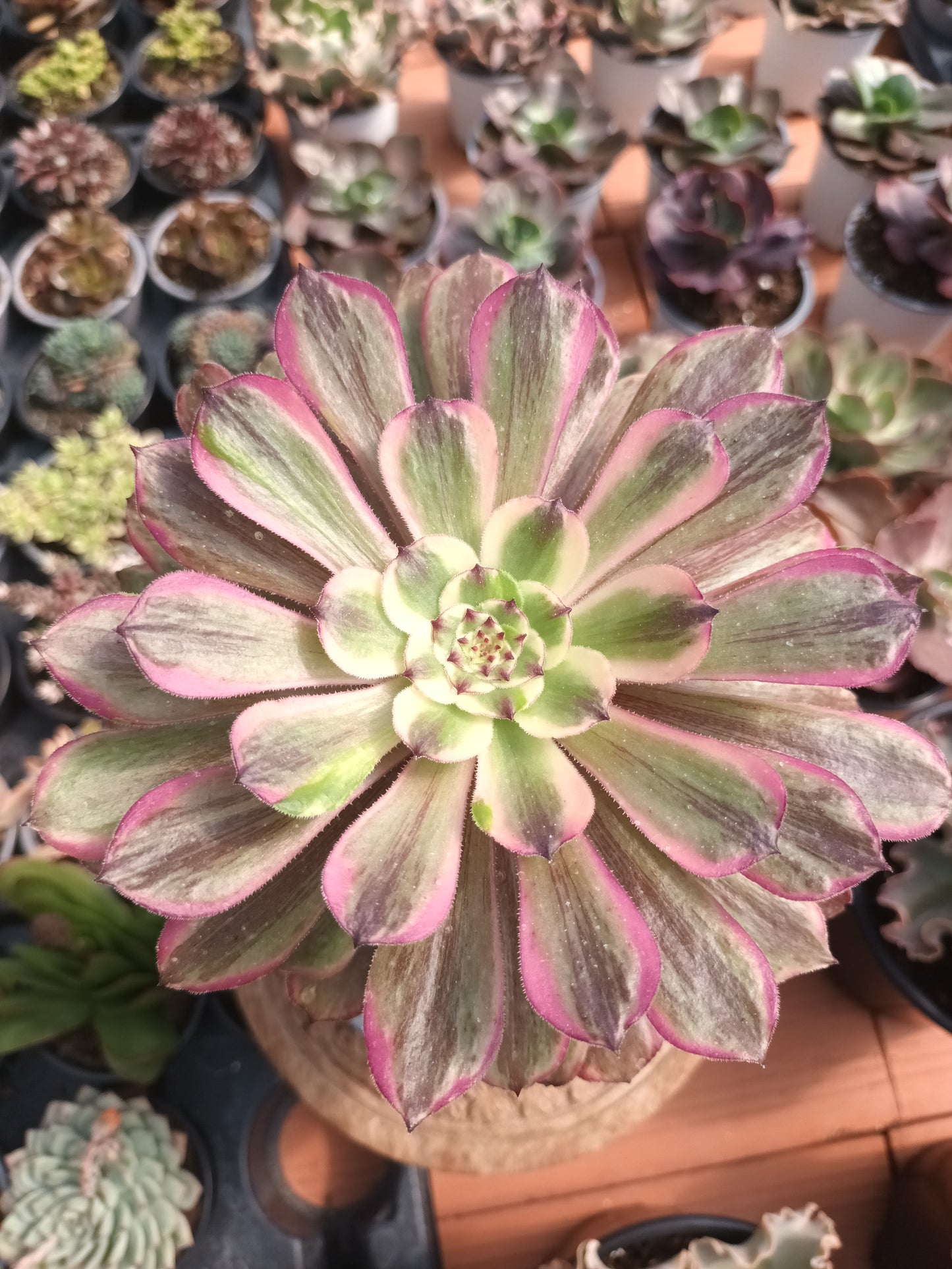 Aeonium fendai
