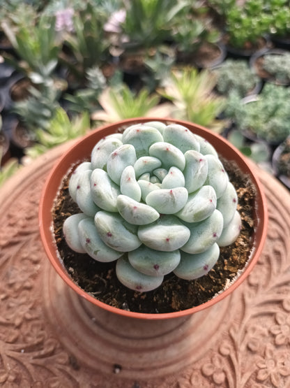 Echeveria cuspidata hybrid