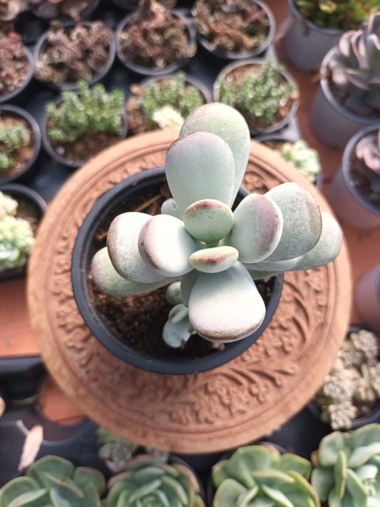 Cotyledon orbiculata higginsiae