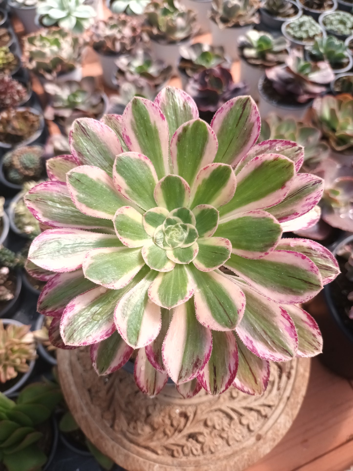 Aeonium rubrolineatum variegata
