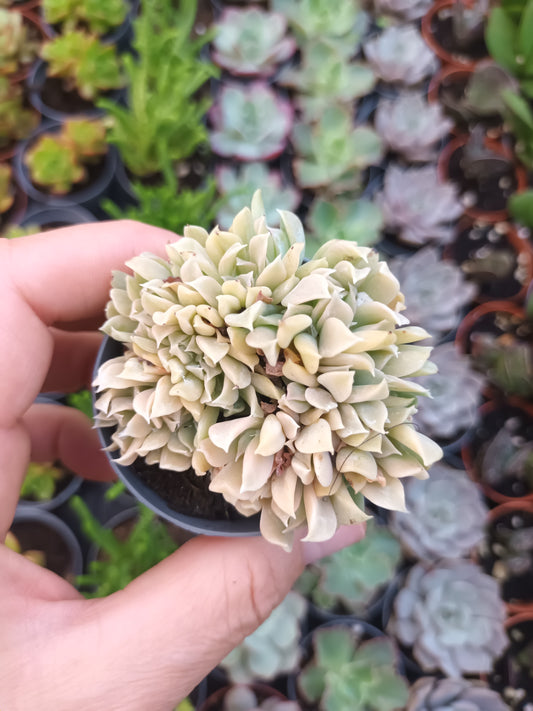 Echeveria runyonii spider cristata