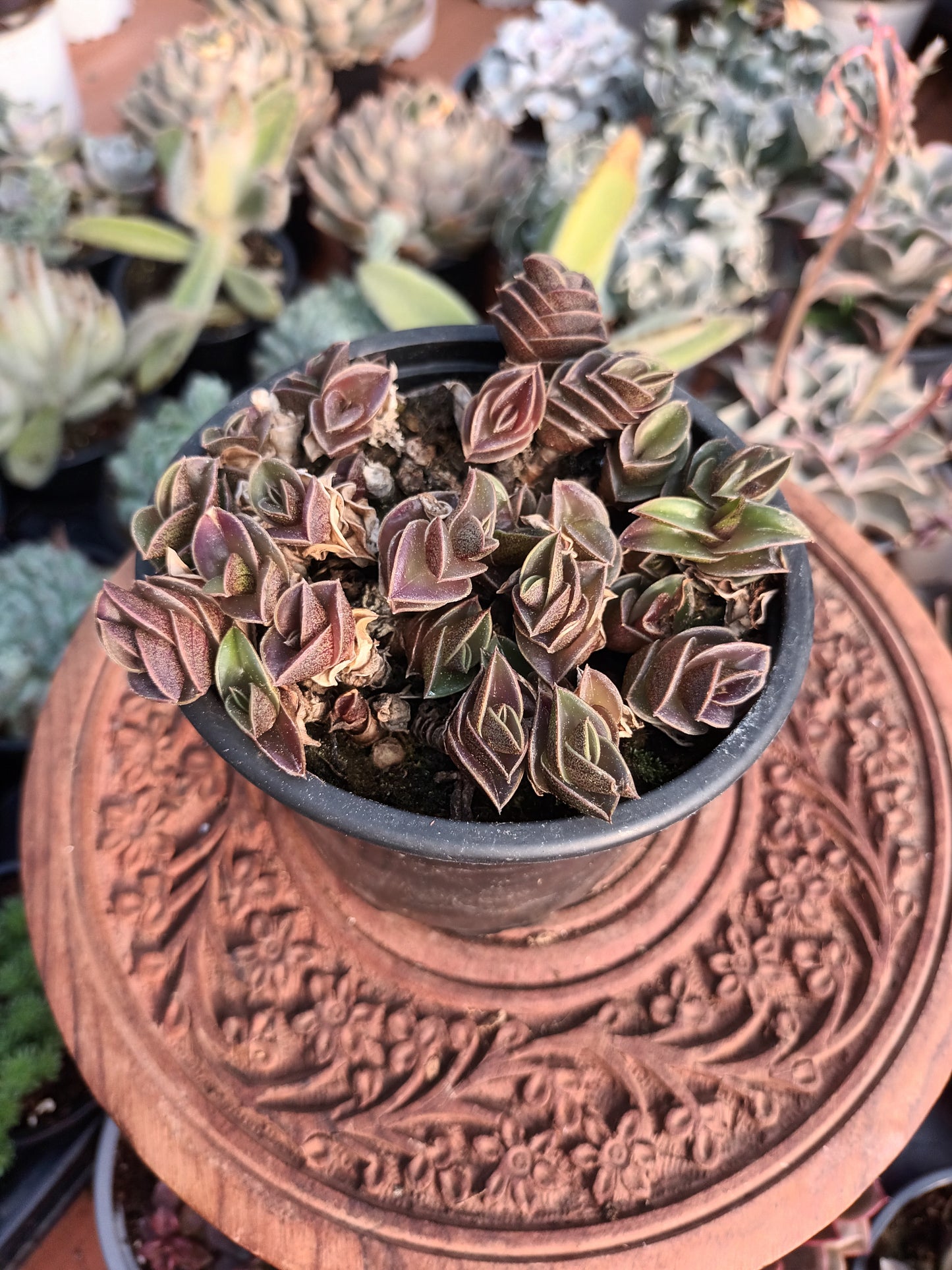 Tradescantia navicularis