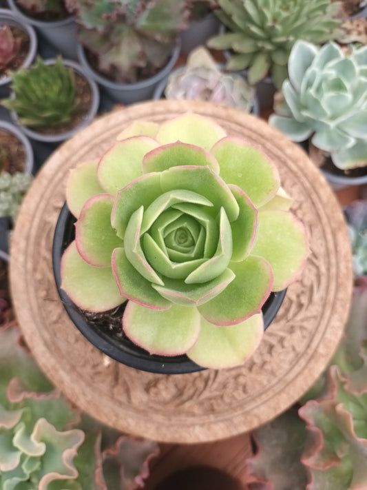Aeonium orion