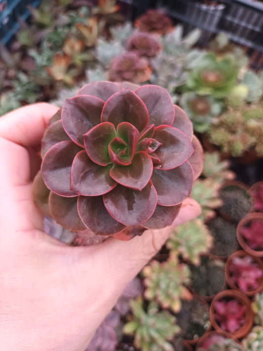 Echeveria melaco