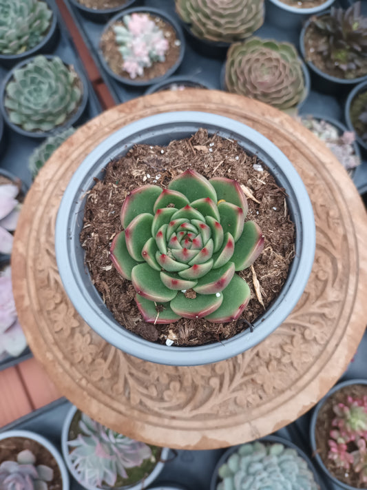Echeveria 'Kimberley'