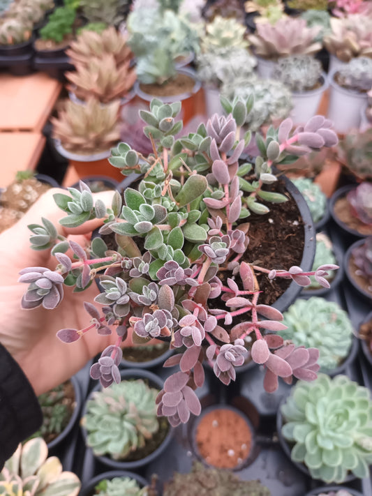 Crassula Lanuginosa Var. Pachystemon