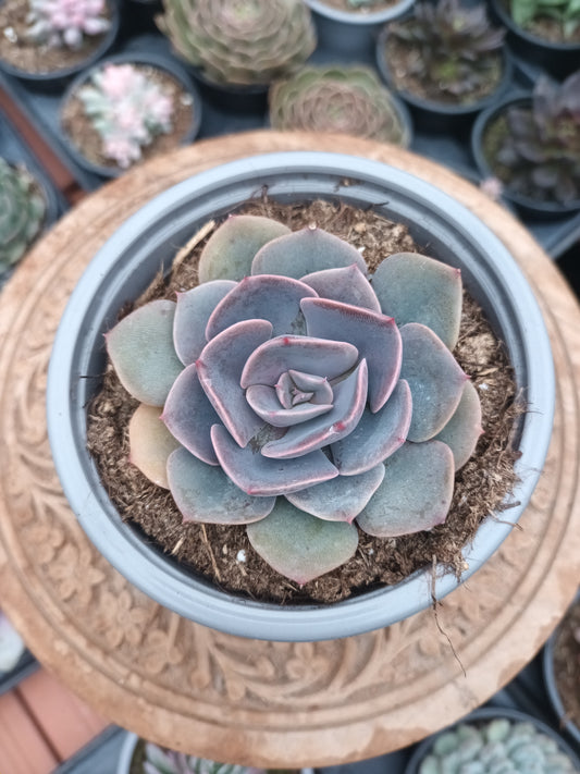 Echeveria Dusty Rose